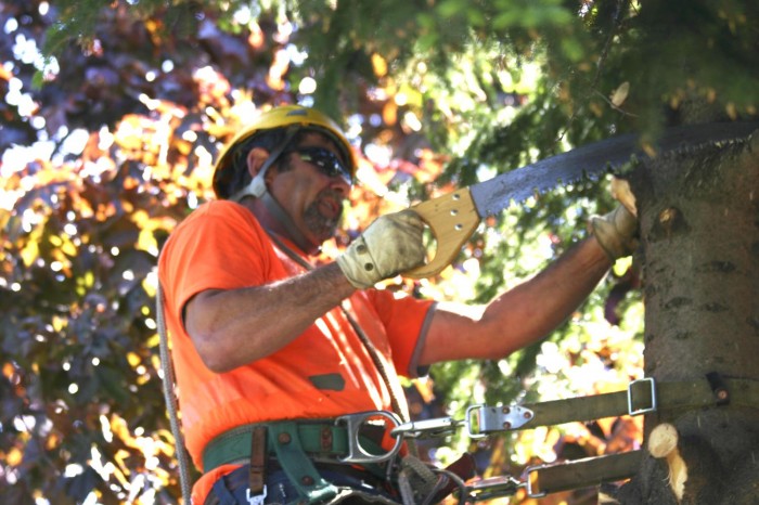 Tree Services